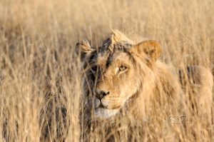 Namibia Lion