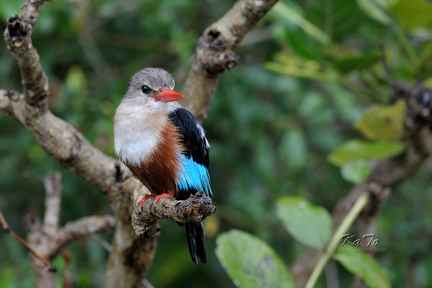 Murchison Falls N.P. - Grey-headed Kingfisher