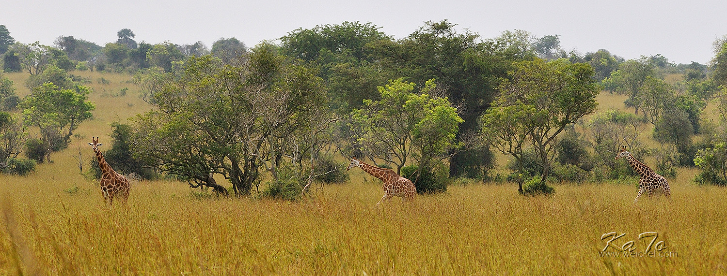 Murchison Falls N.P. - Giraffe