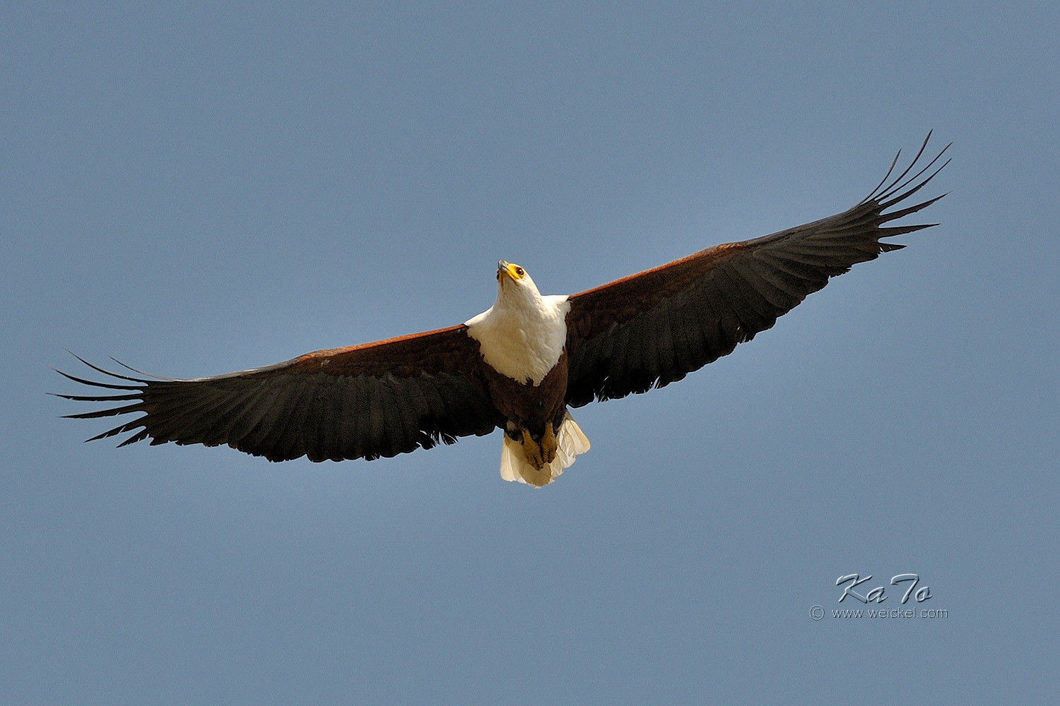 Murchison Falls N.P. - African Fish Eagle