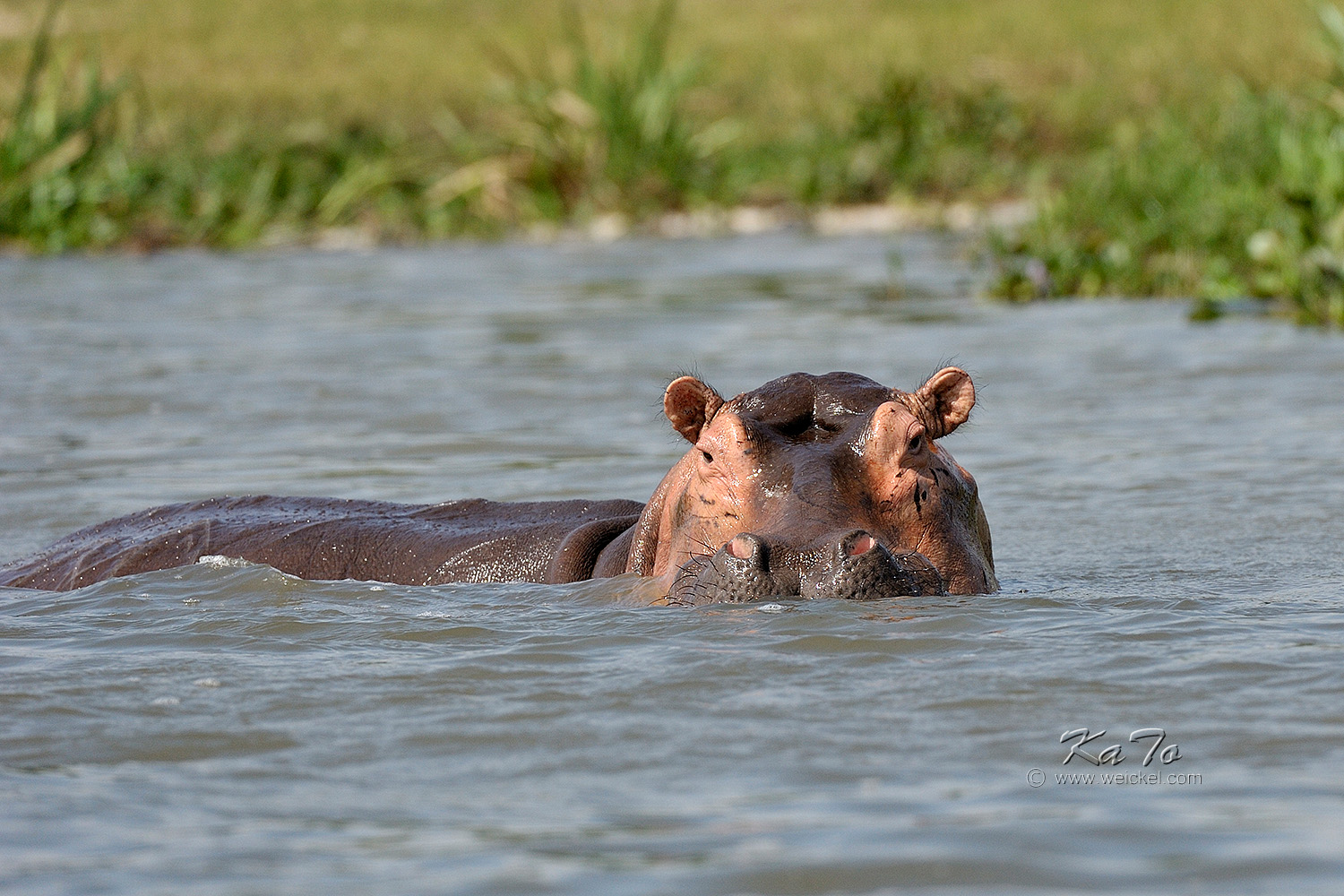 Murchison Falls N.P. - Hippo