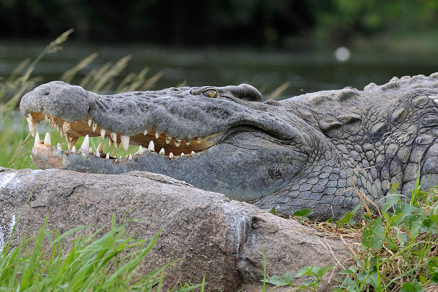 Murchison Falls N.P. - Crocodile