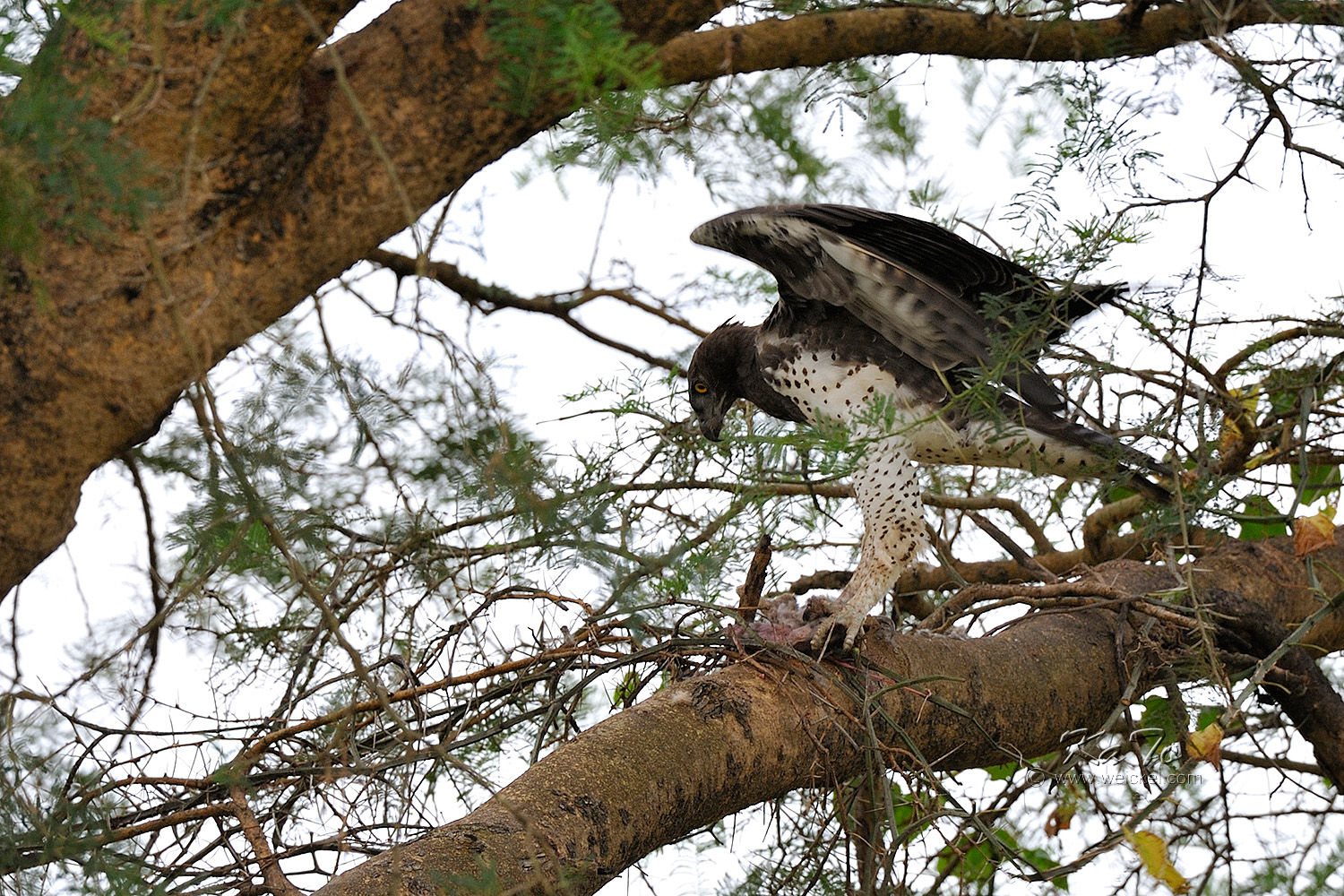 Murchison Falls N.P. - Martial Eagle