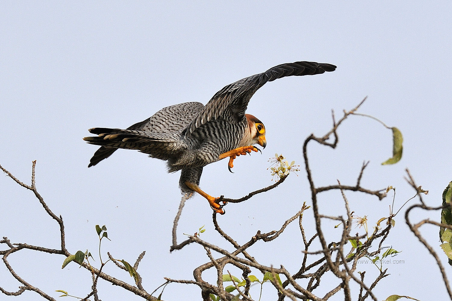 Murchison Falls N.P. -  Red-necked Falcon