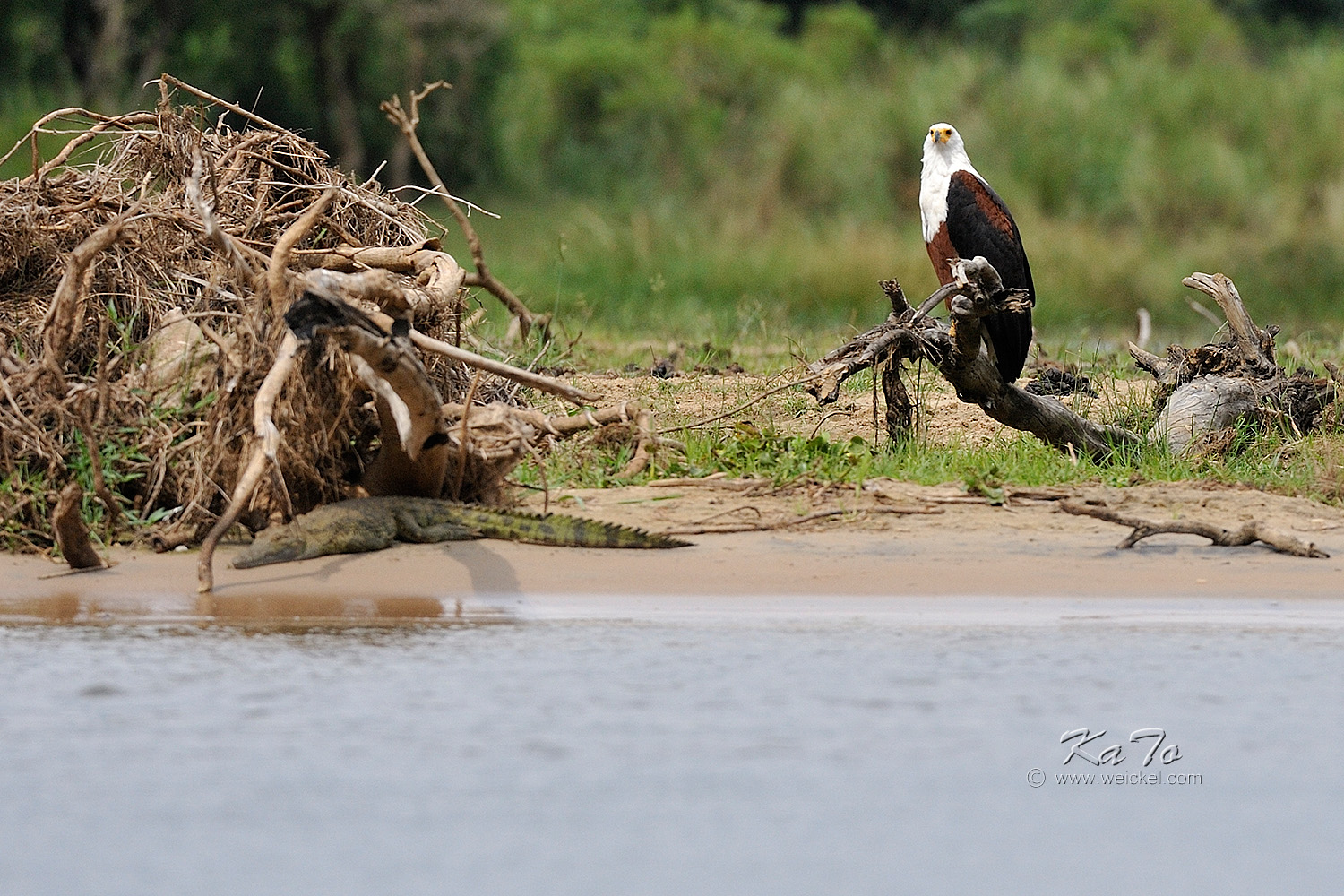 Murchison Falls N.P. - Eagle and smal Croc
