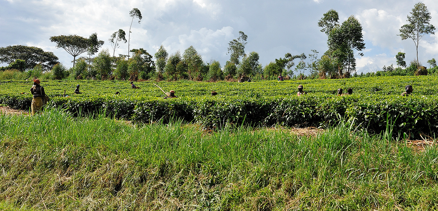 Kibale Forest N.P. - Tea plantation