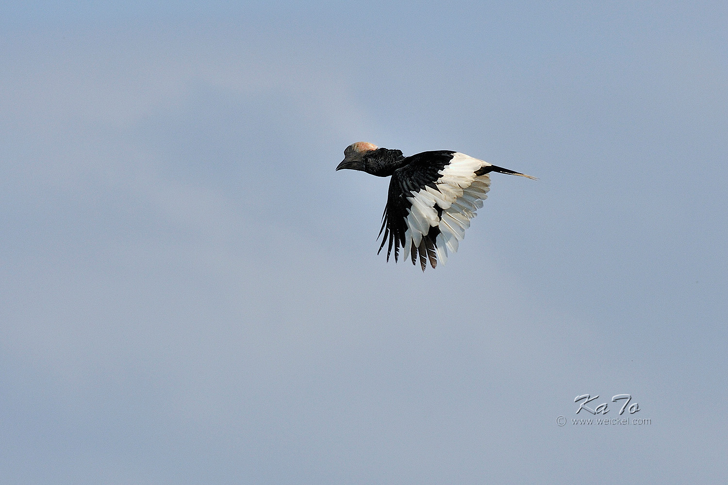 Kibale Forest N.P. - Black-and-White casqued Hornbill