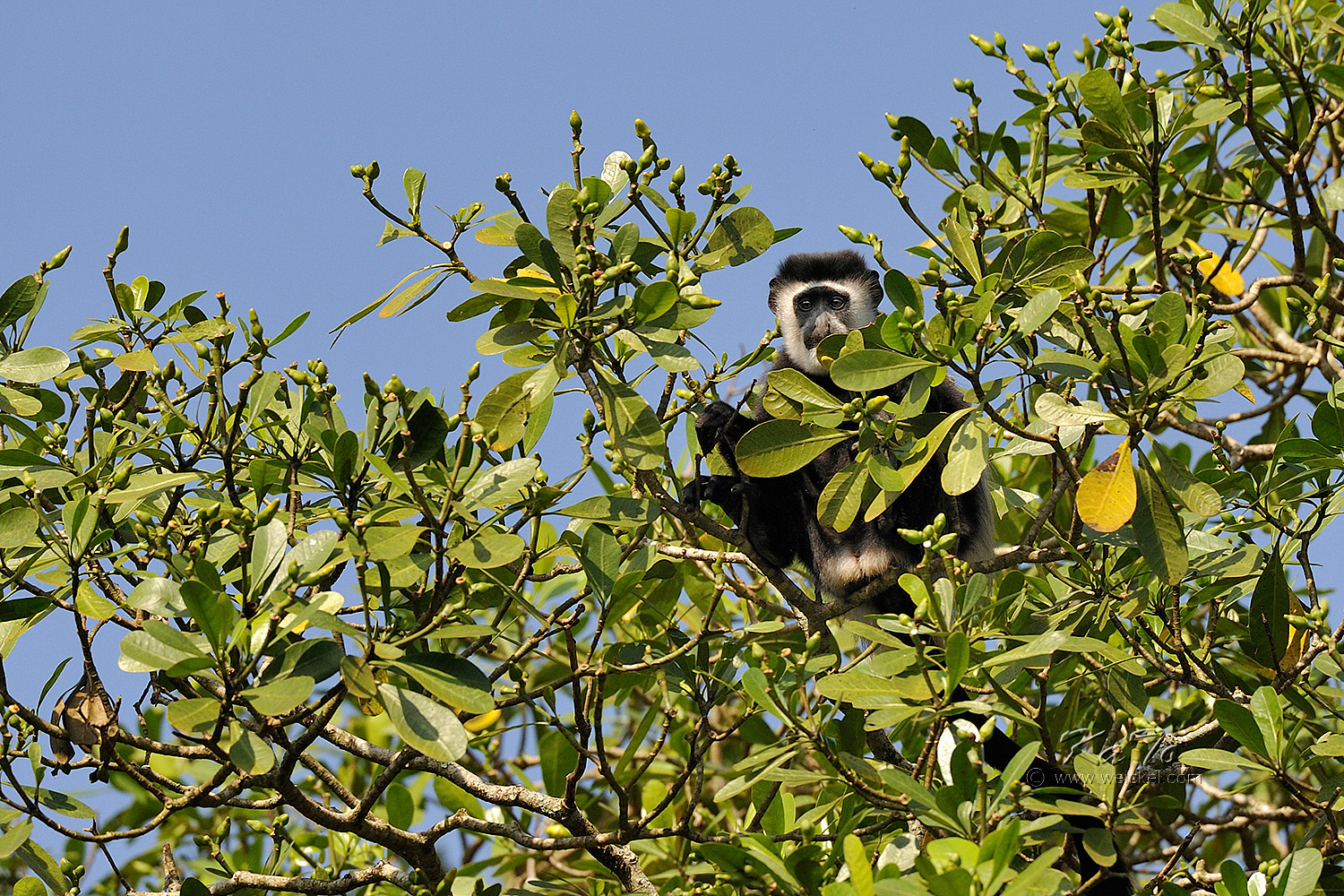Kibale Forest N.P. - Black and White Colobus