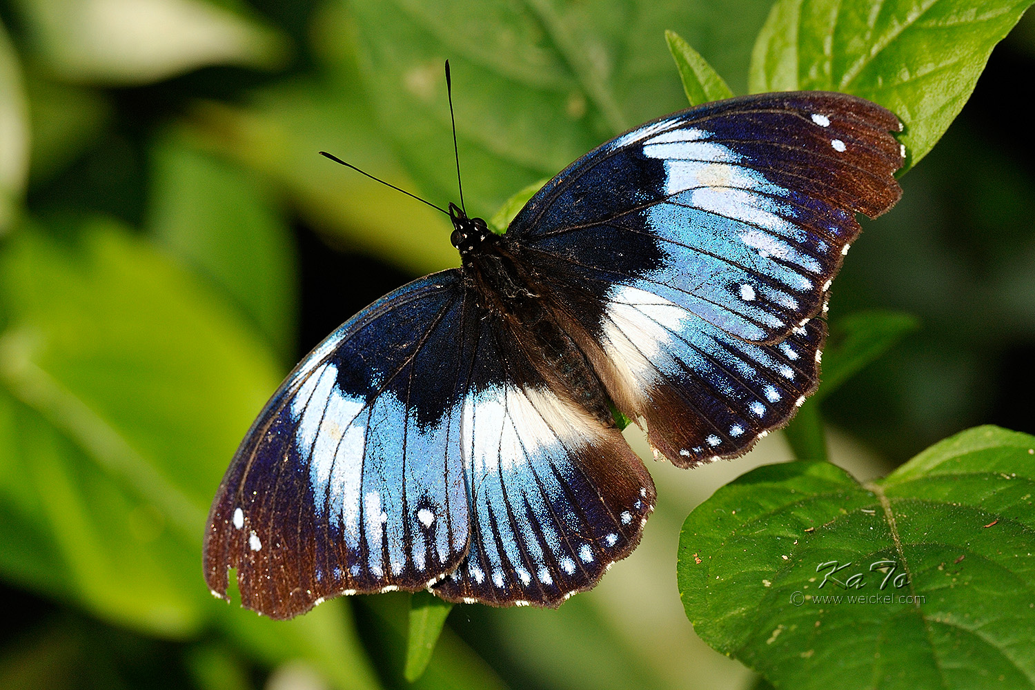 Kibale Forest N.P. - Western Blue Charaxes
