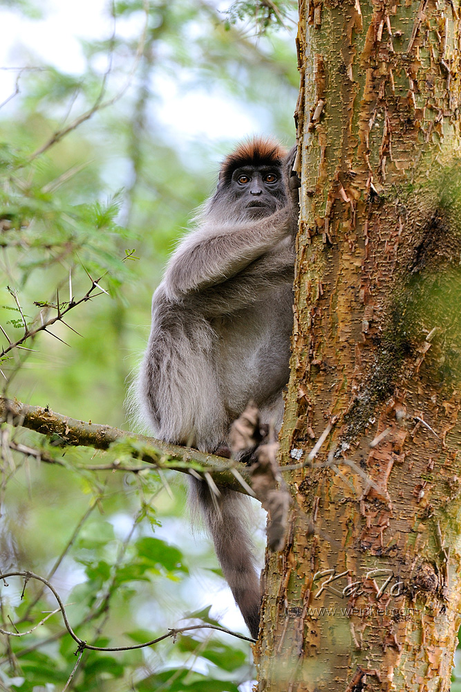 Kibale Forest N.P. - Red Colobus