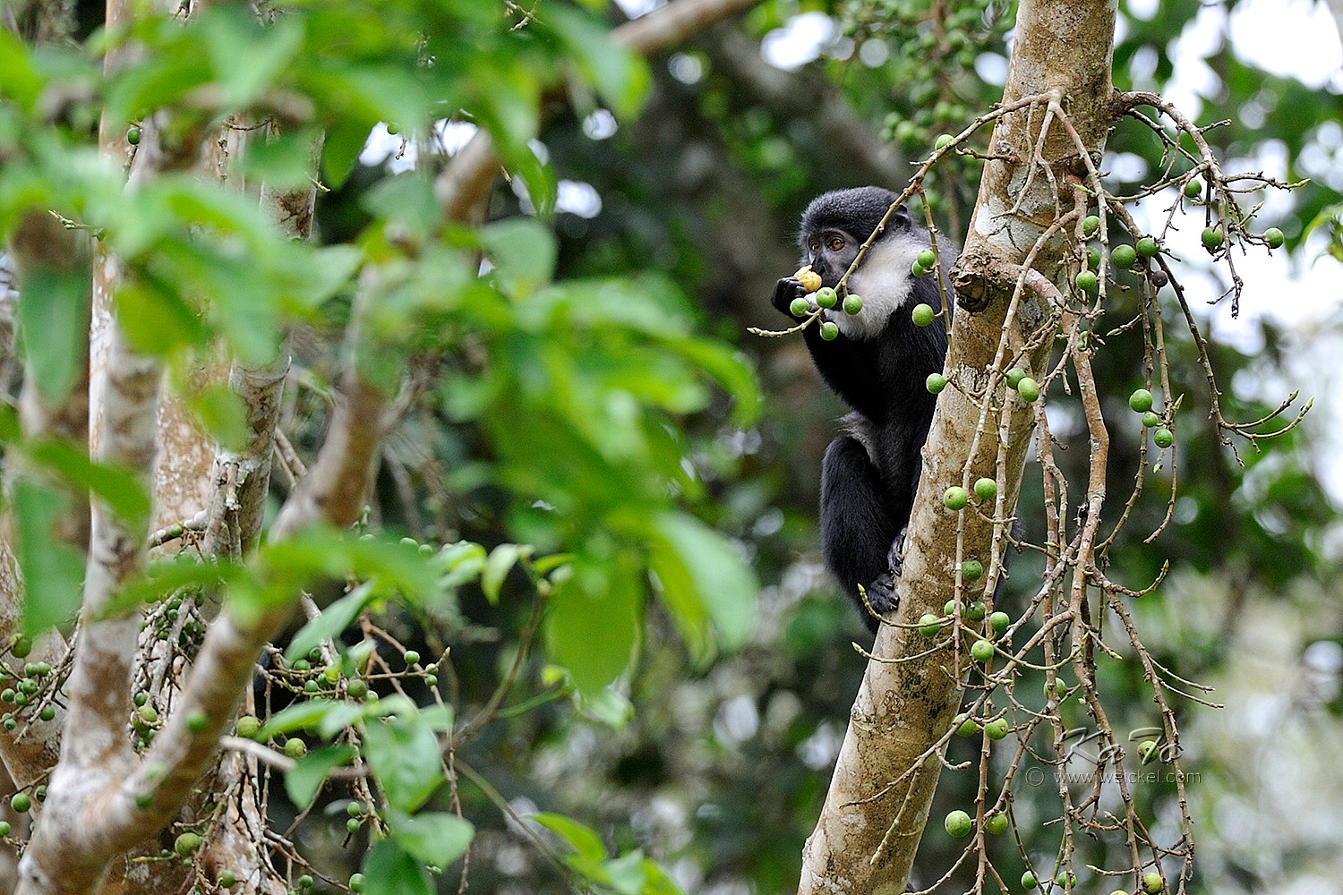 Kibale Forest N.P. - Hoest Monkey