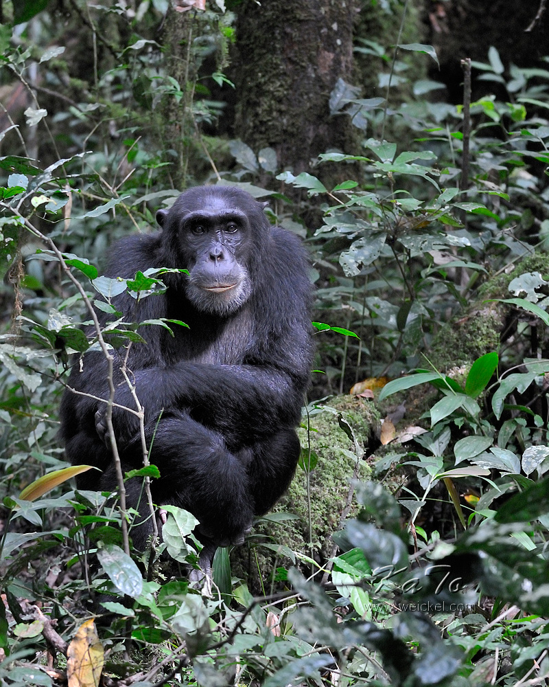 Kibale Forest N.P. - Chimpanzee