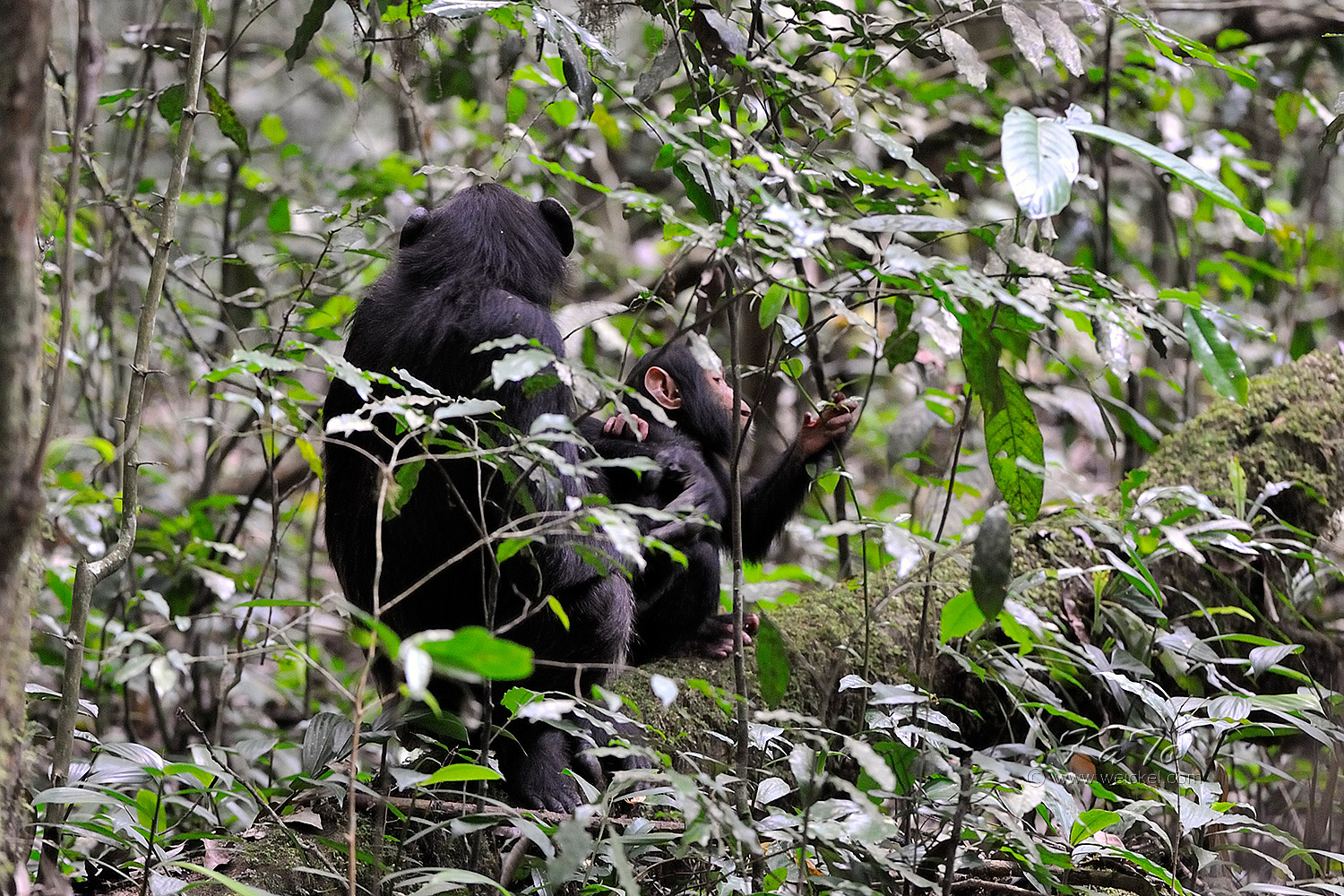 Kibale Forest N.P. - Chimpanzee