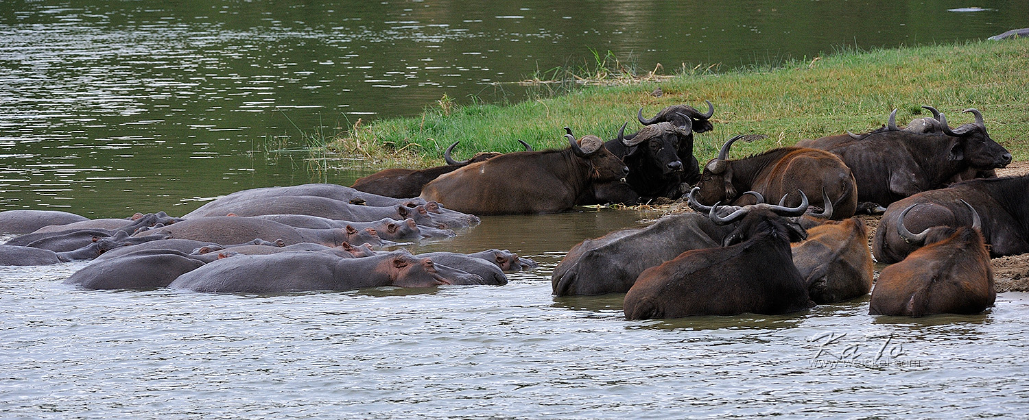 Queen Elizabeth N.P. - Hippos and Buffalos