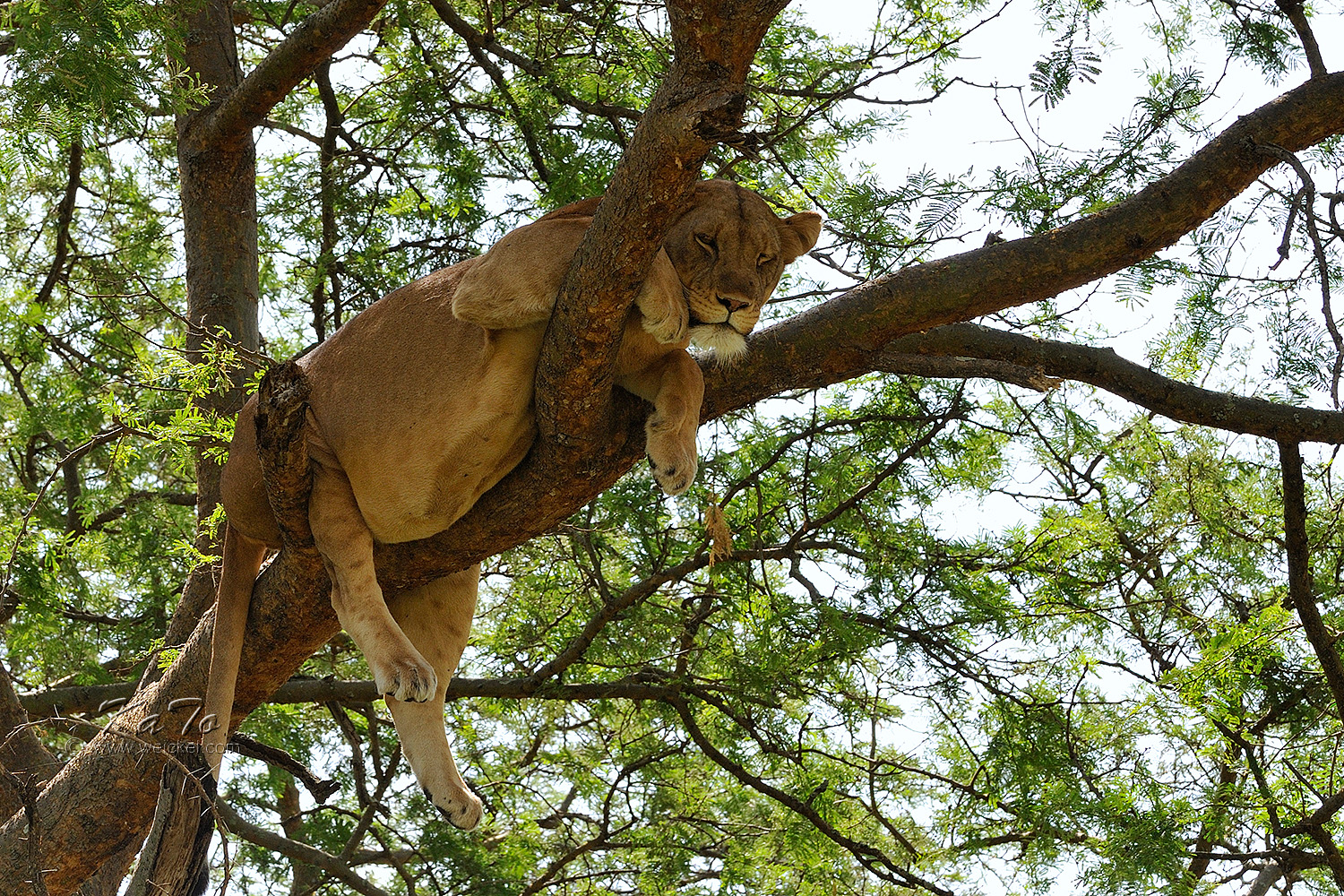 way to Ishasha - Lion on a tree