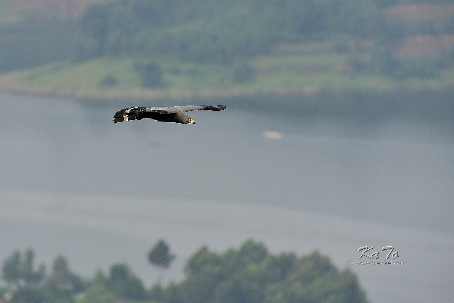 Lake Bunyonyi - Harrier Hawk