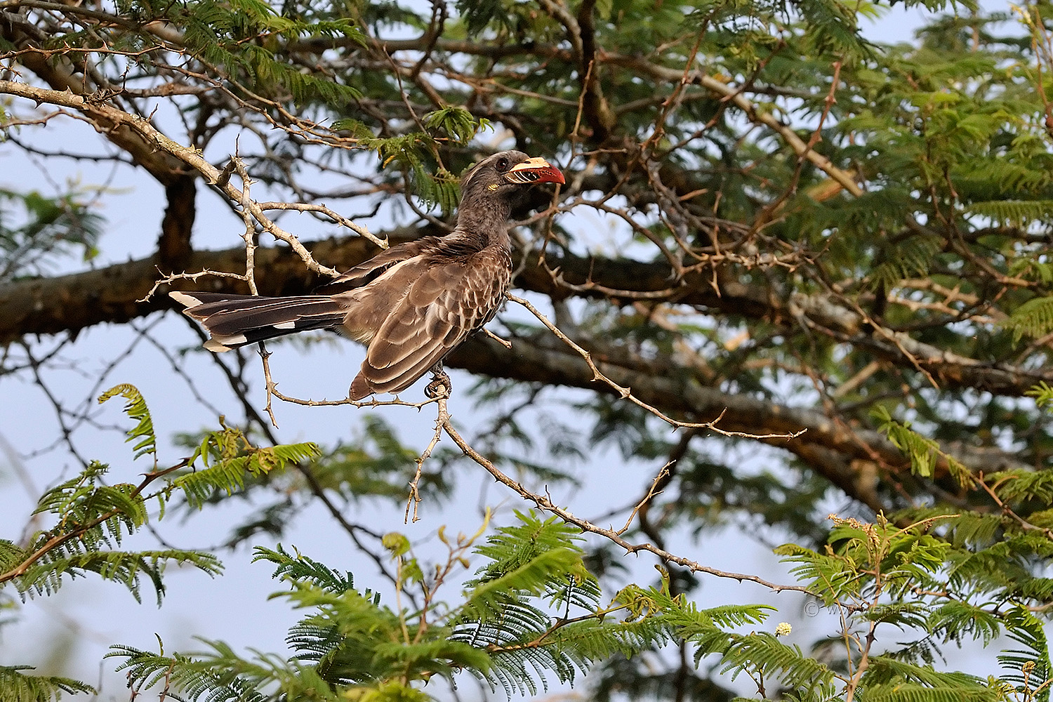 Lake Mburo N.P. -  Grey Hornbill