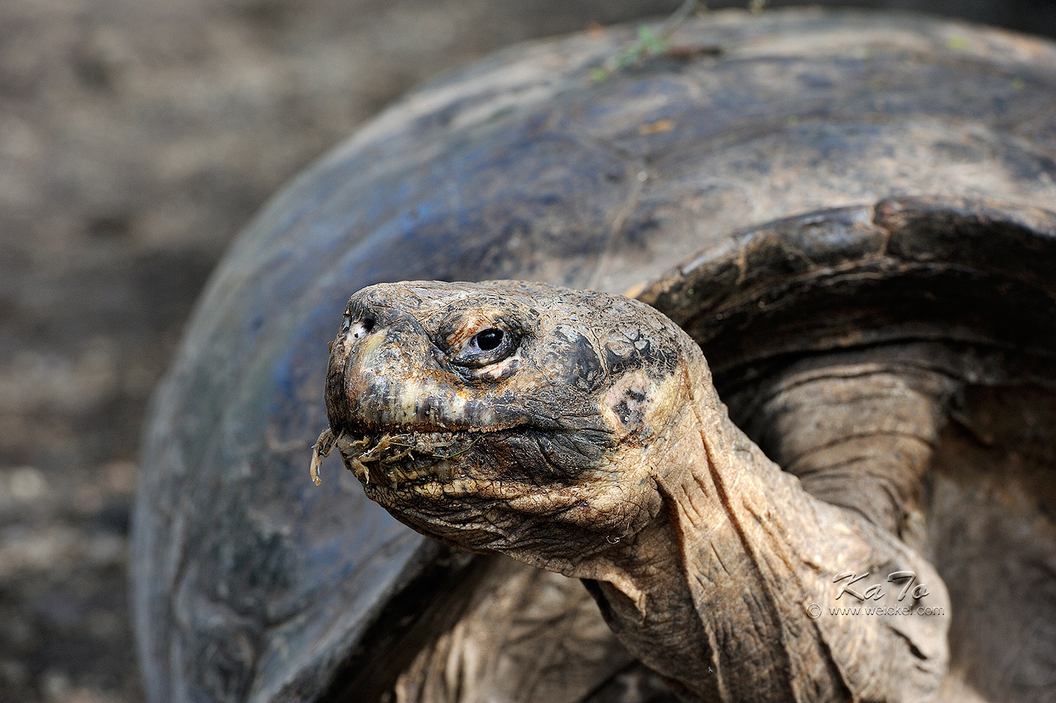 Giant Tortoises - Santa Cruz Island (Darwin Station)