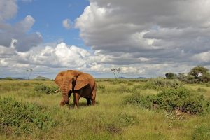 Elephant - Samburu N.R.