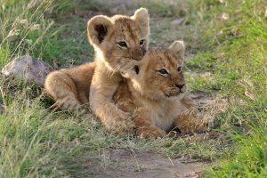 Kenya - Lion Kids