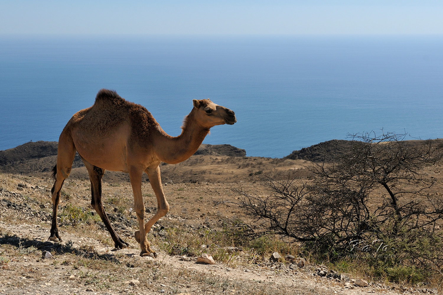 Camel along the way to Mughsayl