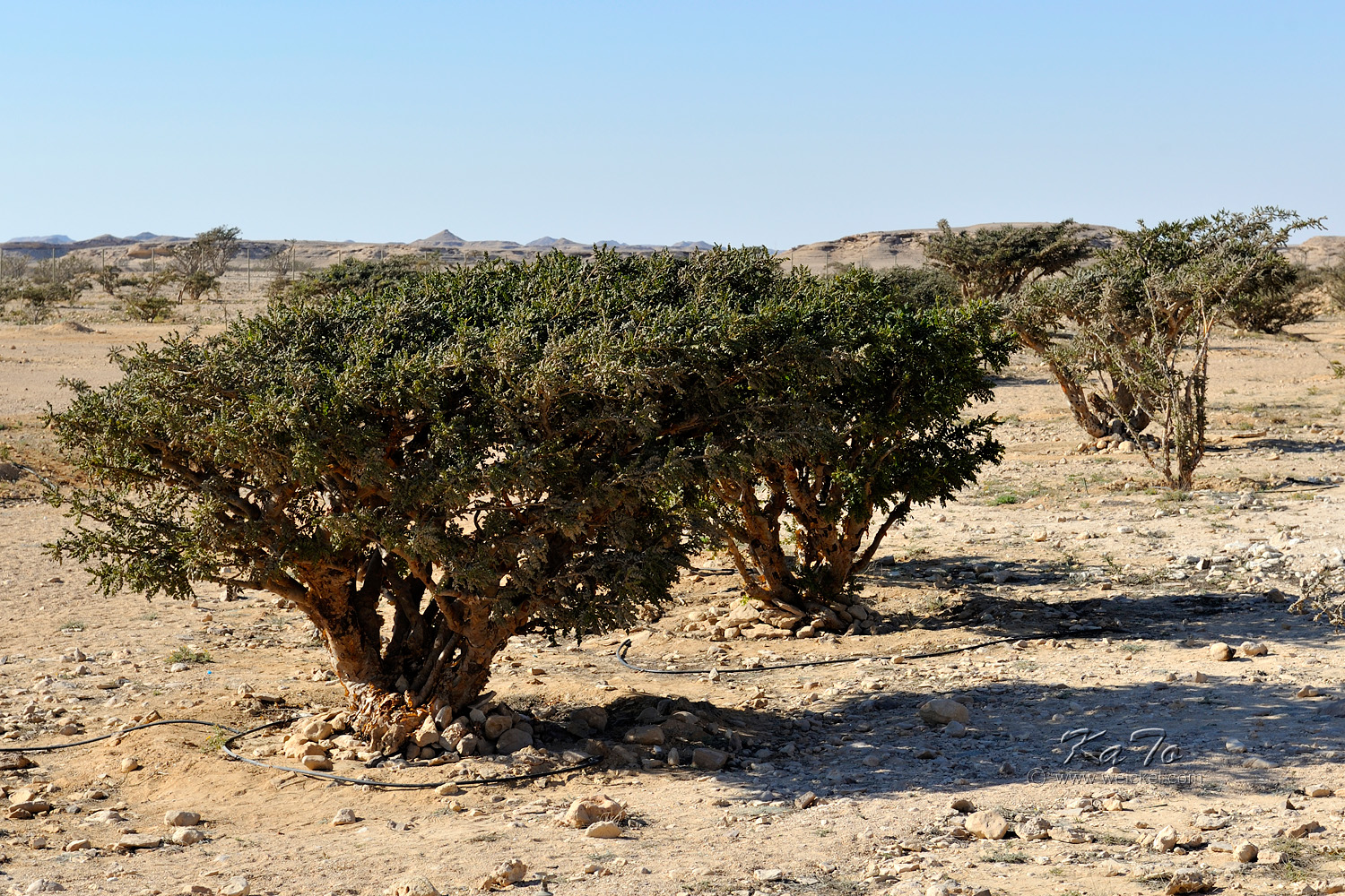 Frankincense tree in Wadi Dawakah