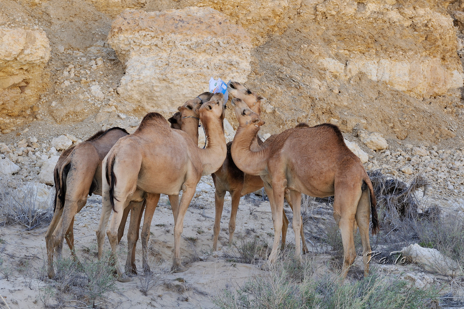 Camels playing with a carton-box