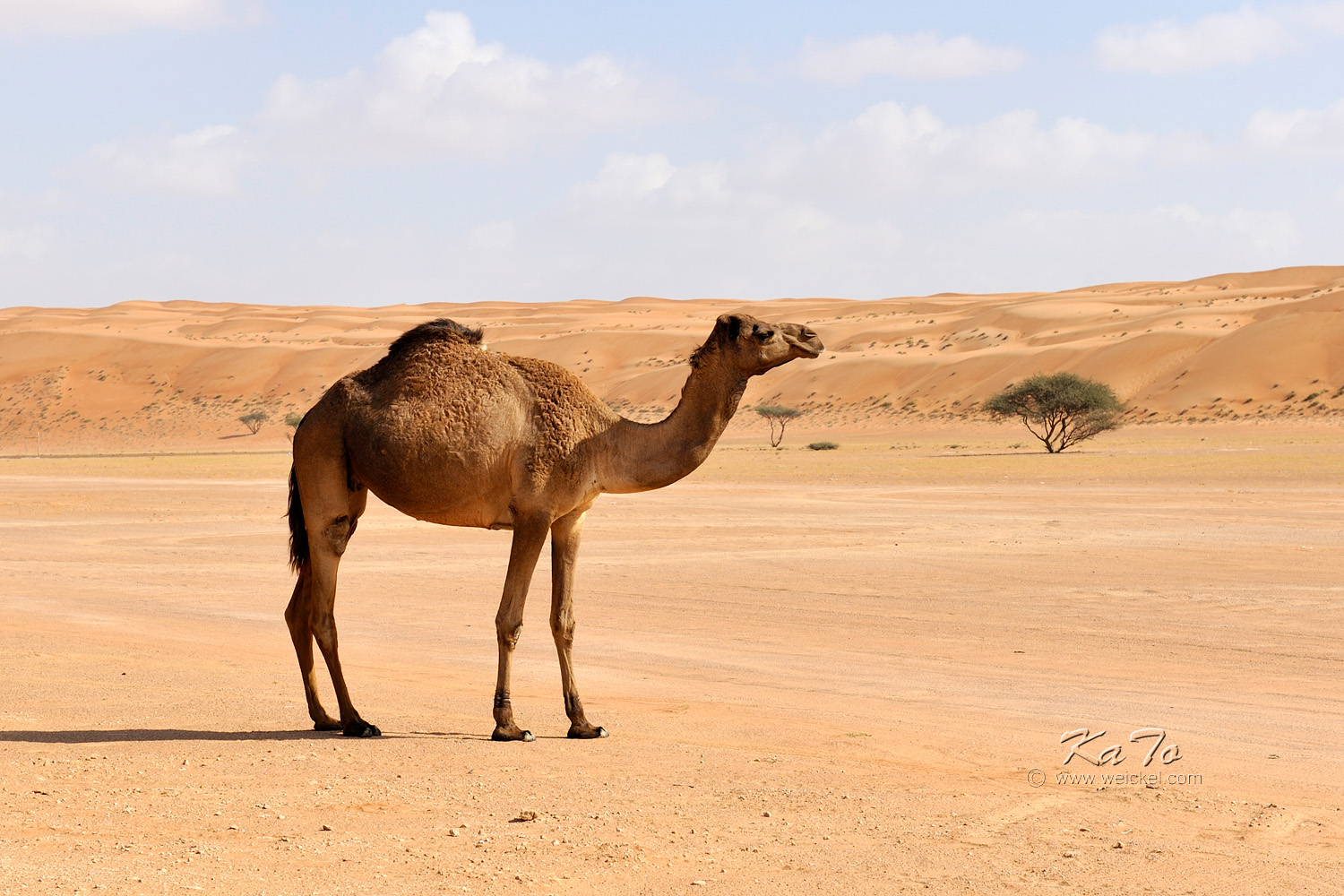 Camel at Wahiba Sands