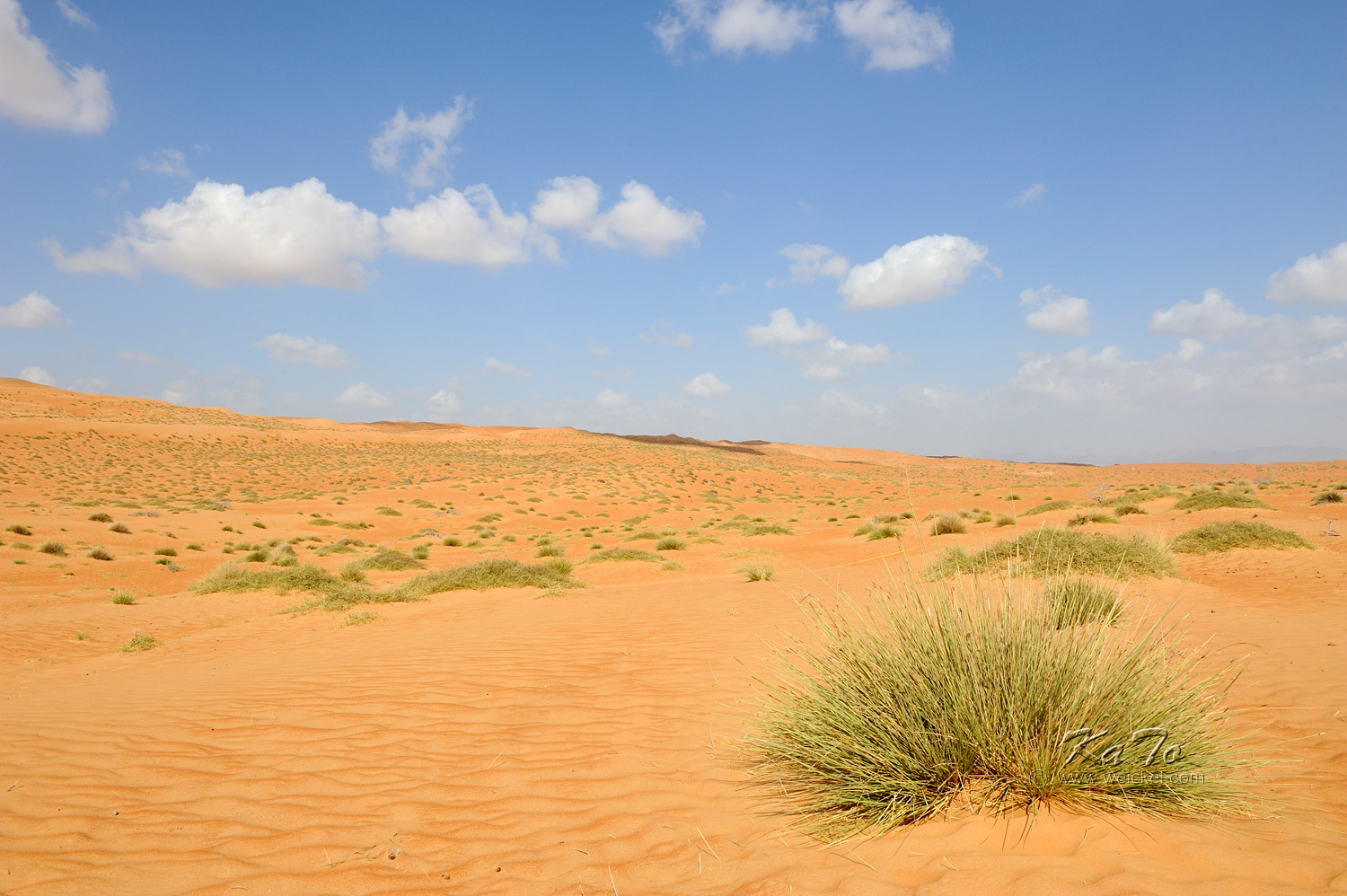 Desert Wahiba Sands