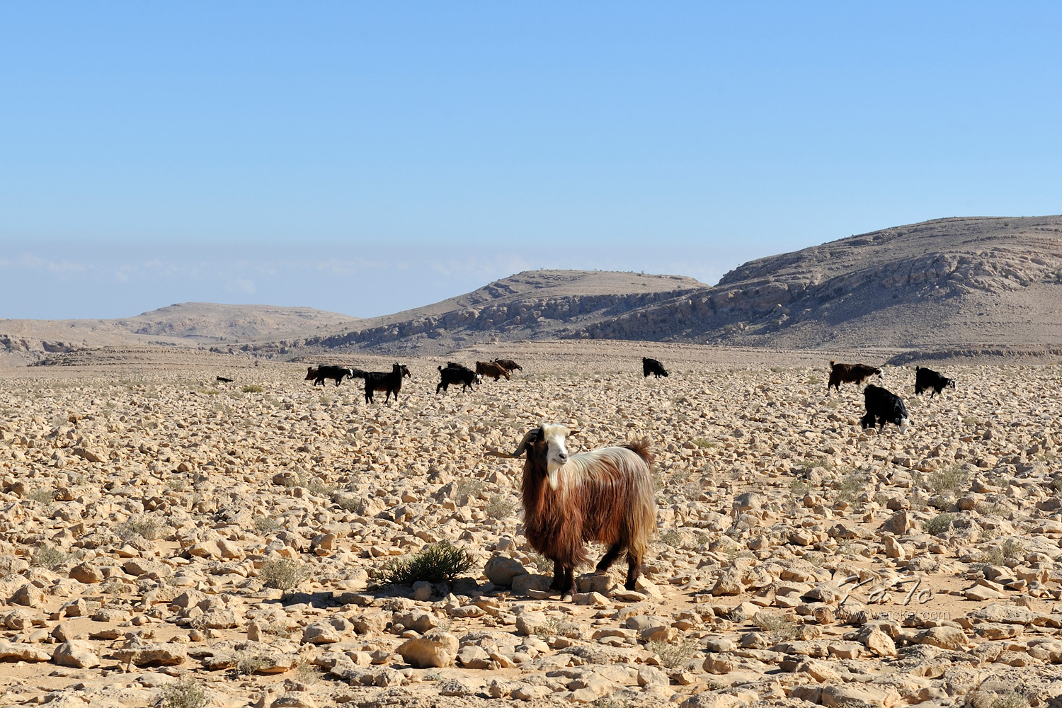 Desert on the way to Wadi Fins