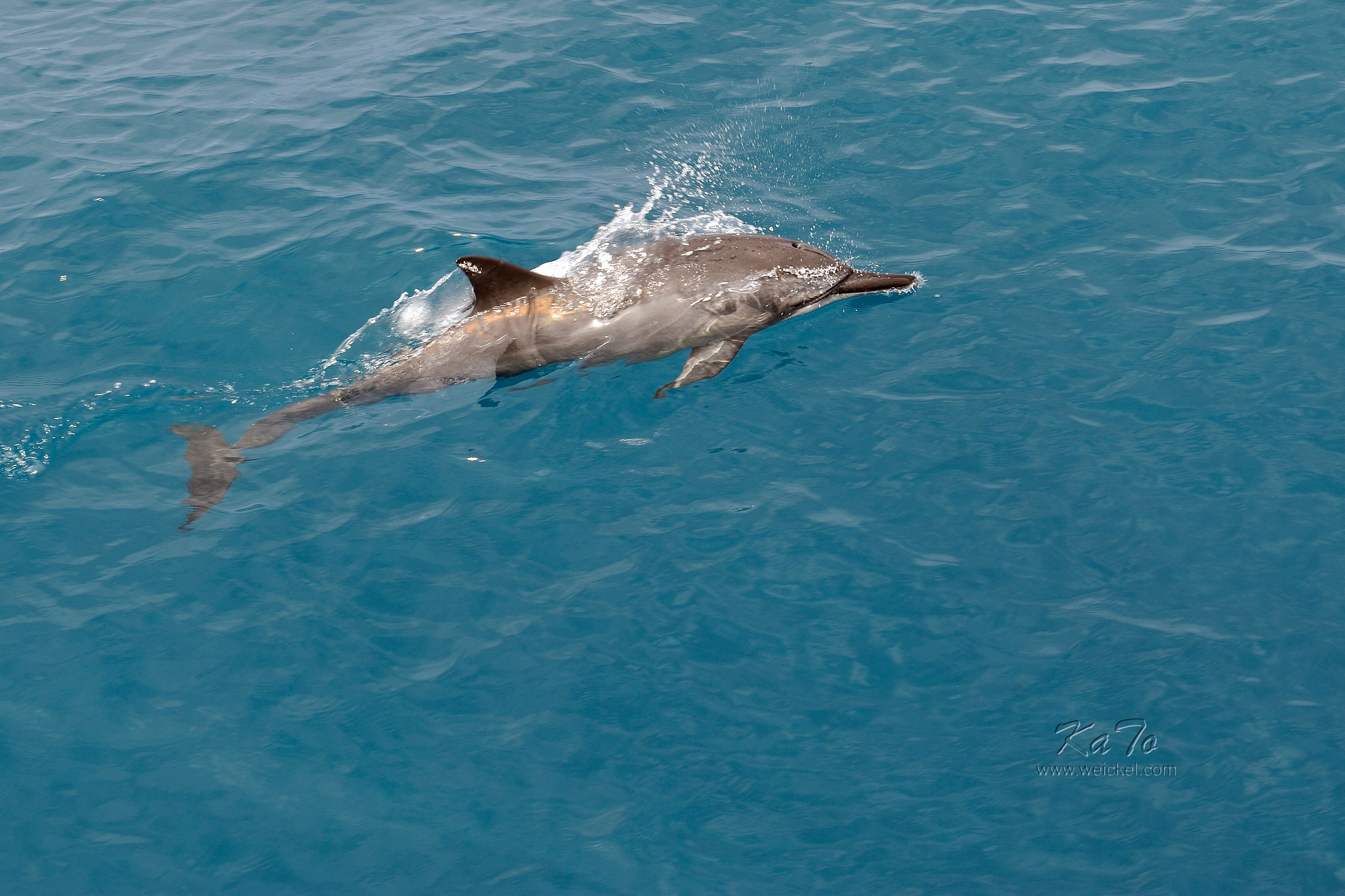 Dolphin near Kekaha