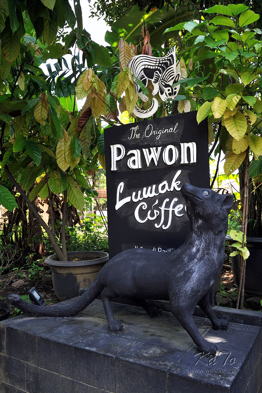 Luwak Coffee - Pawon