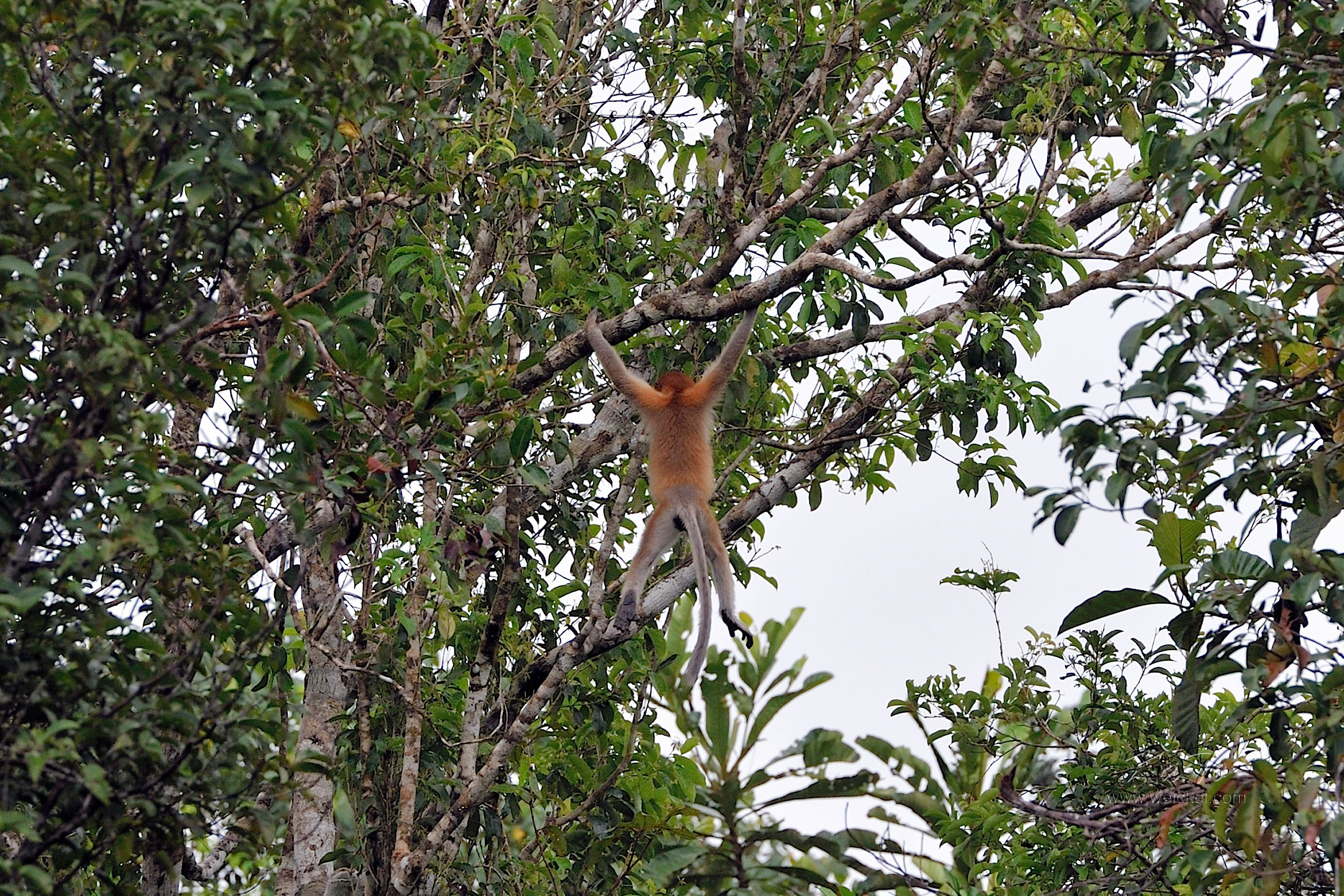 Proboscis Monkey (Nasenaffe)