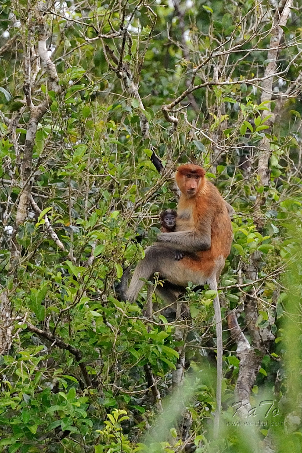 Proboscis Monkey (Nasenaffe)