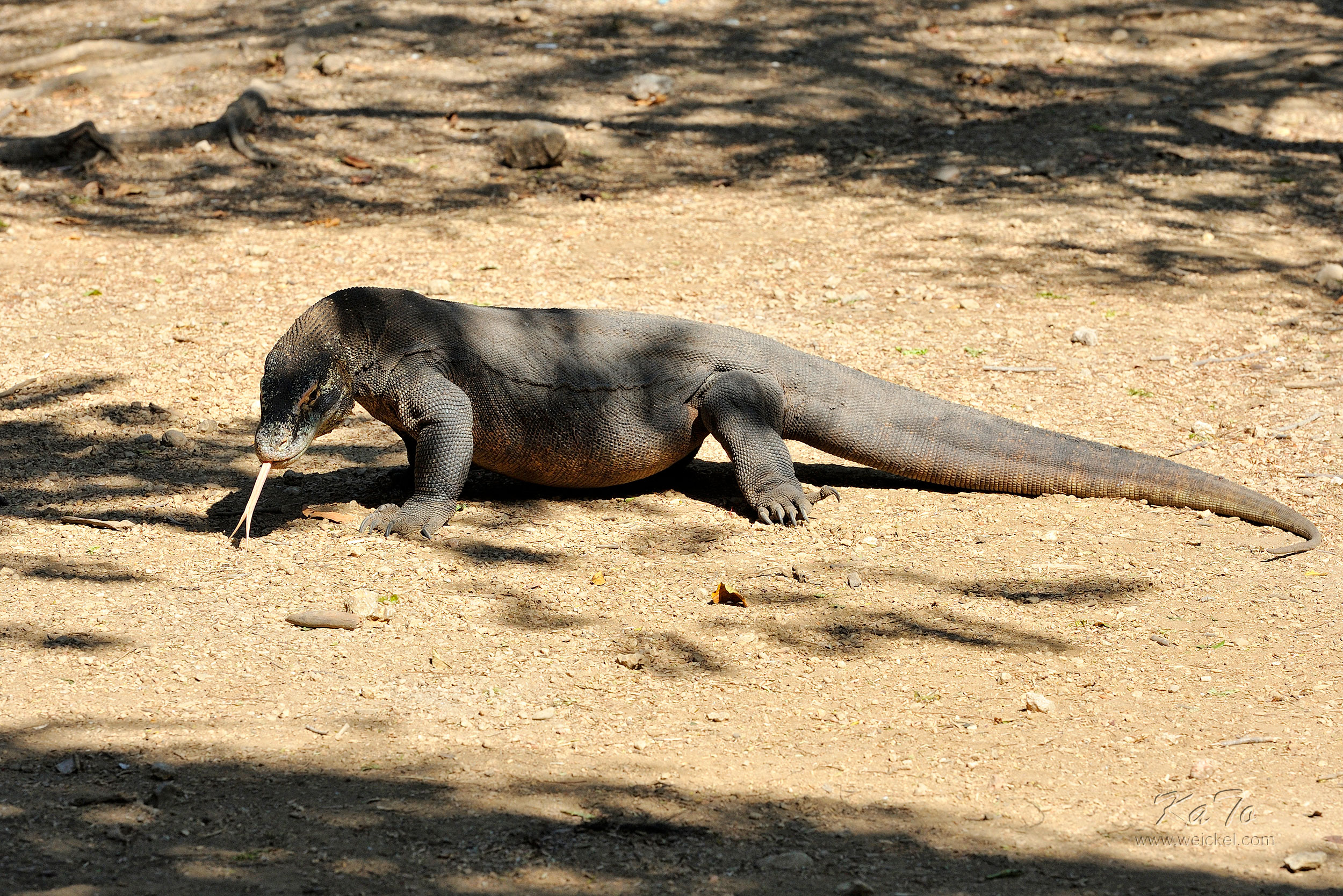 Komodo Dragon (Waran) on Rinca Island