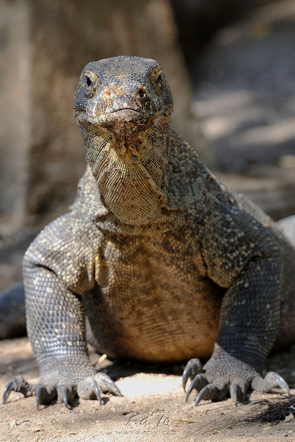 Komodo Dragon (Waran) on Rinca Island