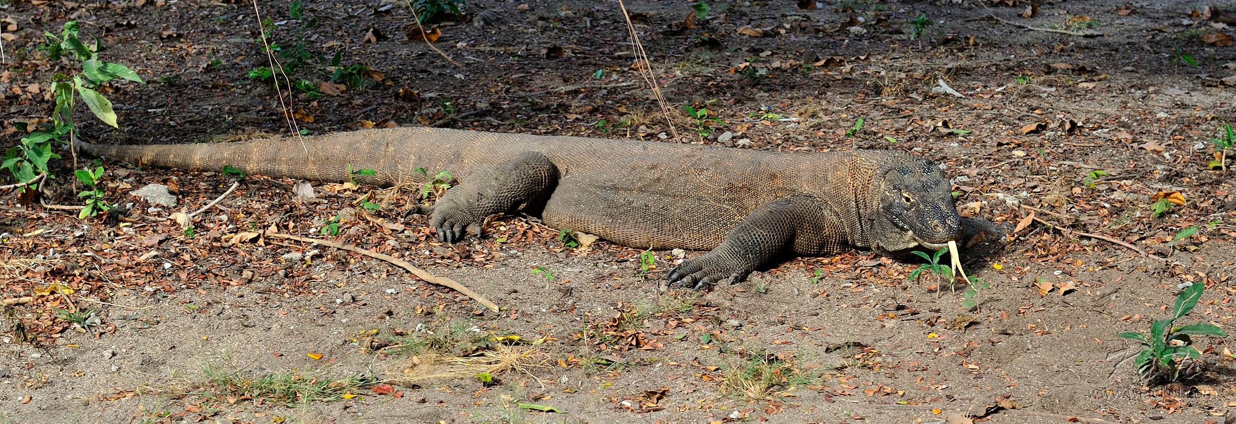 Komodo Dragon (Waran) on Komodo Island