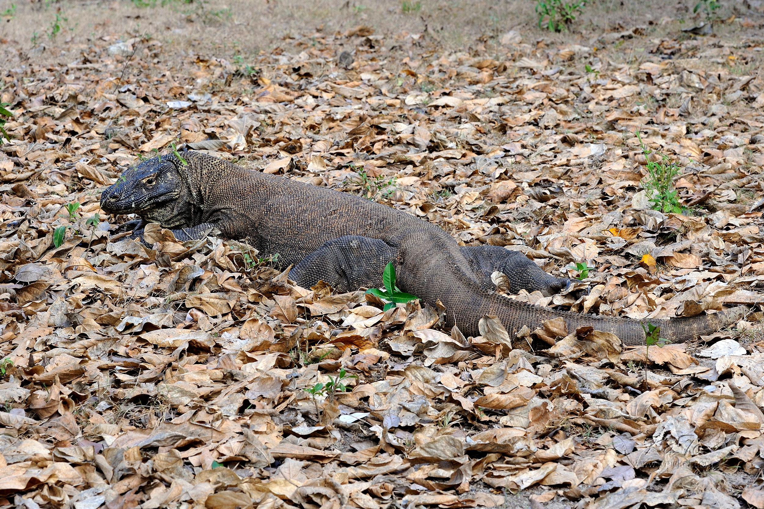 Komodo Dragon (Waran) on Komodo Island