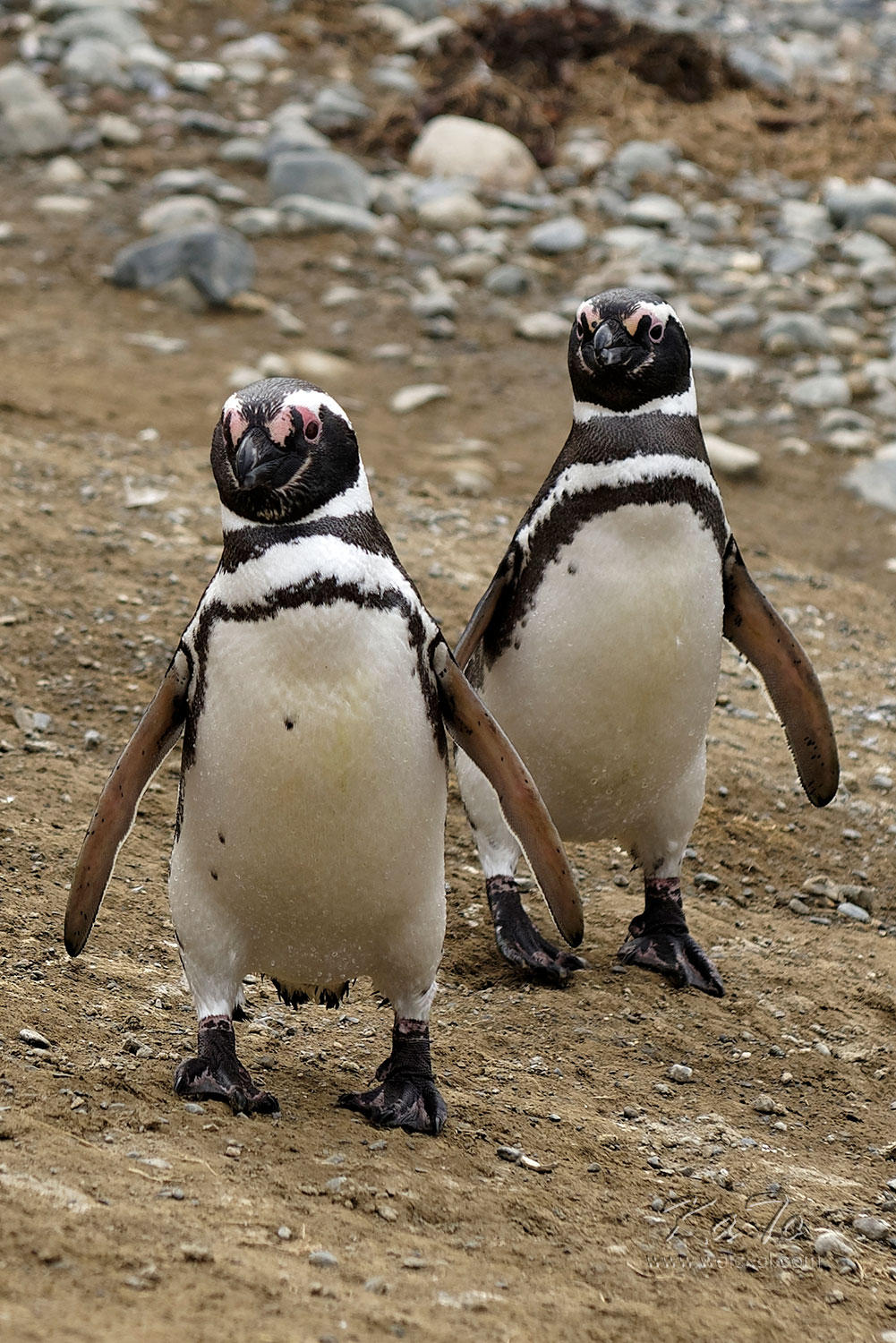 Magellan Penguin - Isla Magdalena