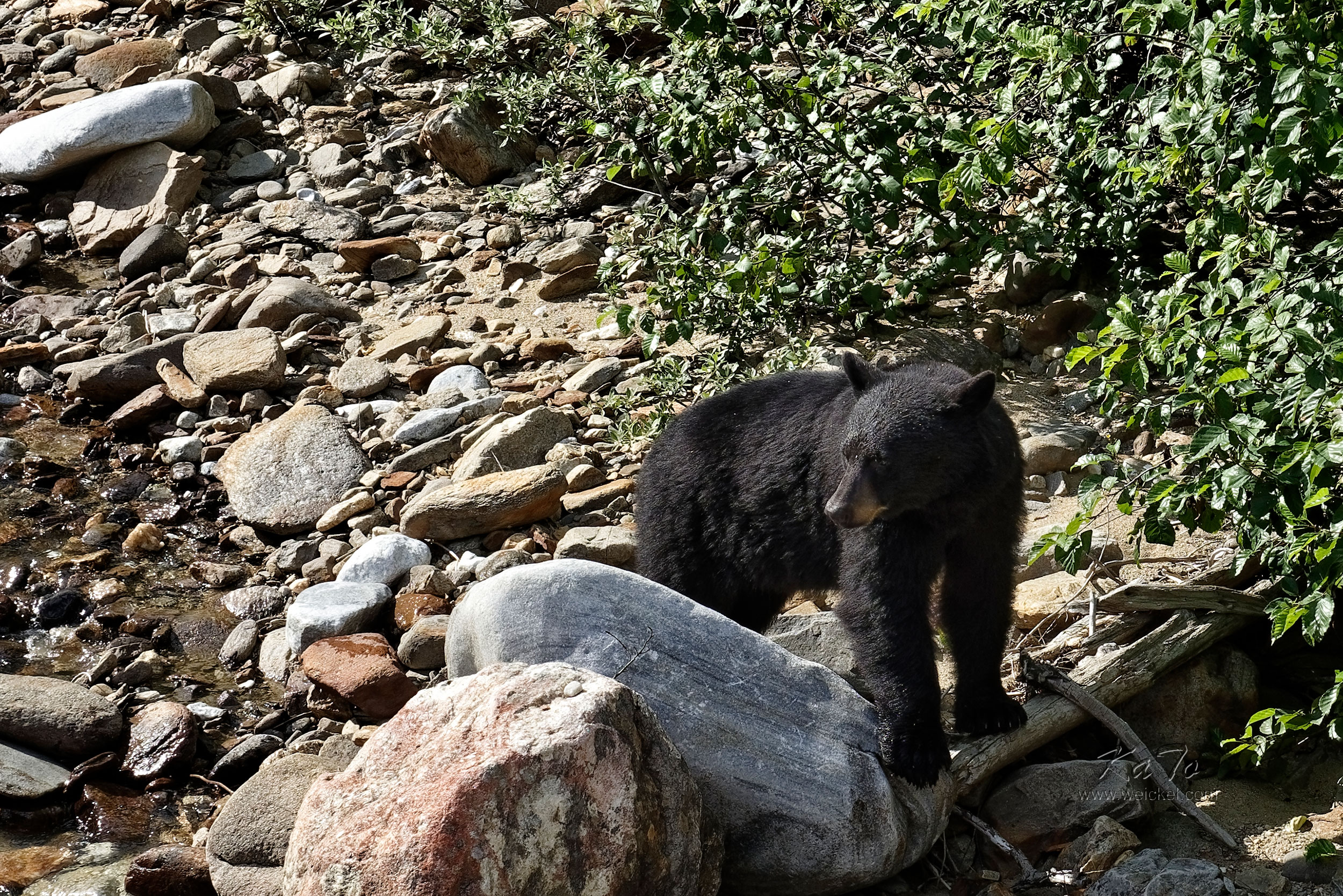 Black Bear (beside Hwy 5)