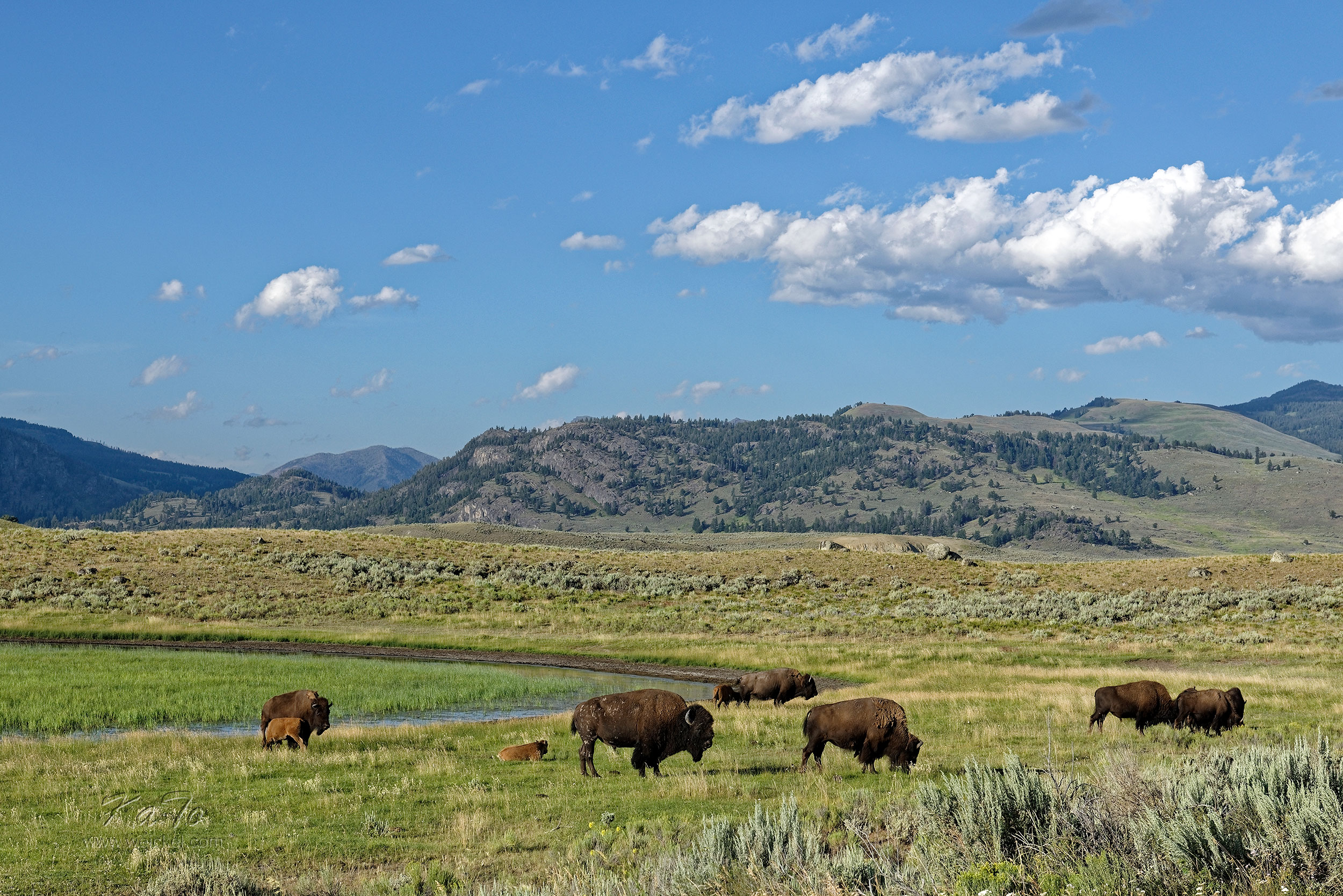 Bisons (Yellowstone N.P.)