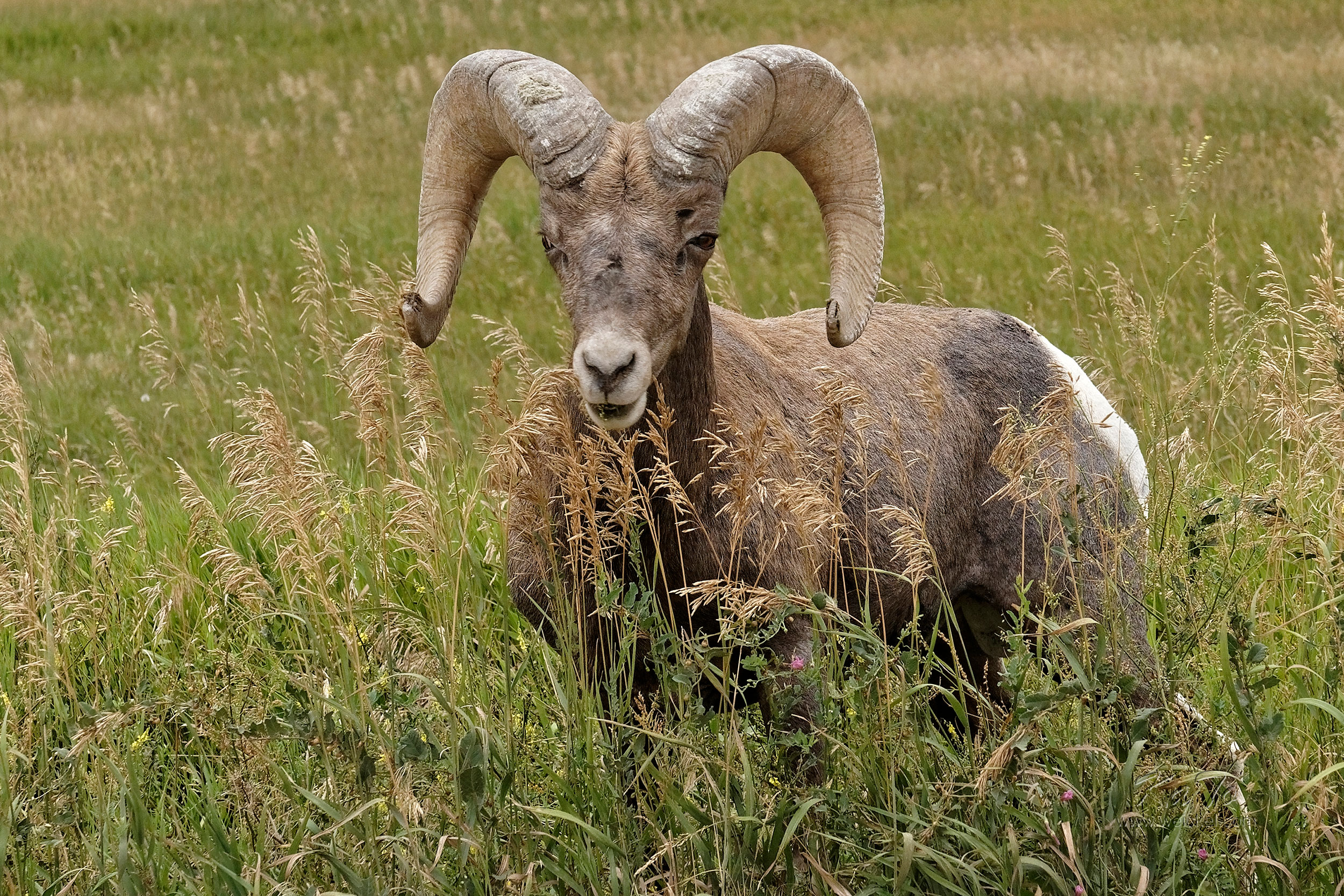 Big Horn Sheep (Badlands N.P.)