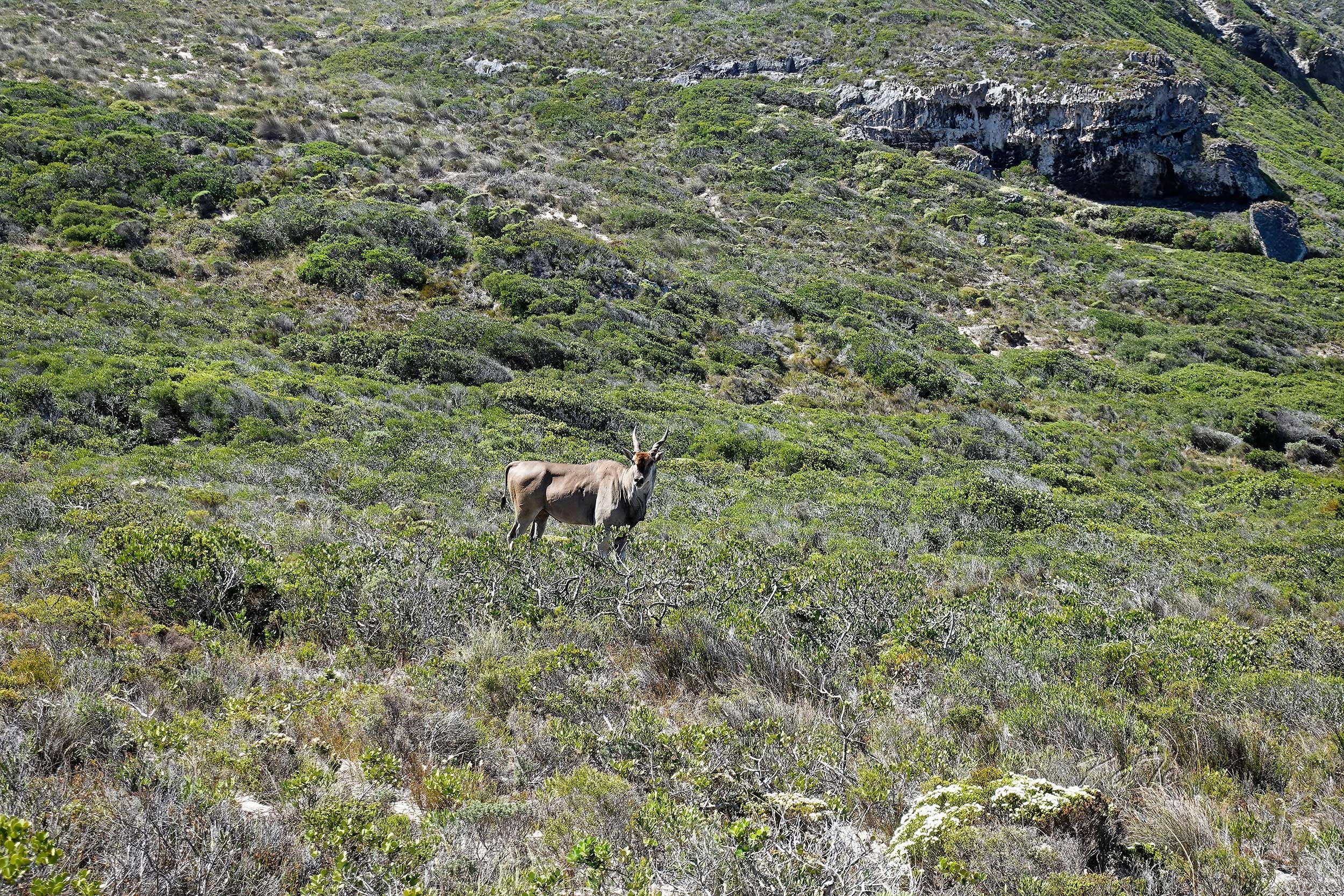 Eland at Cape Peninsula