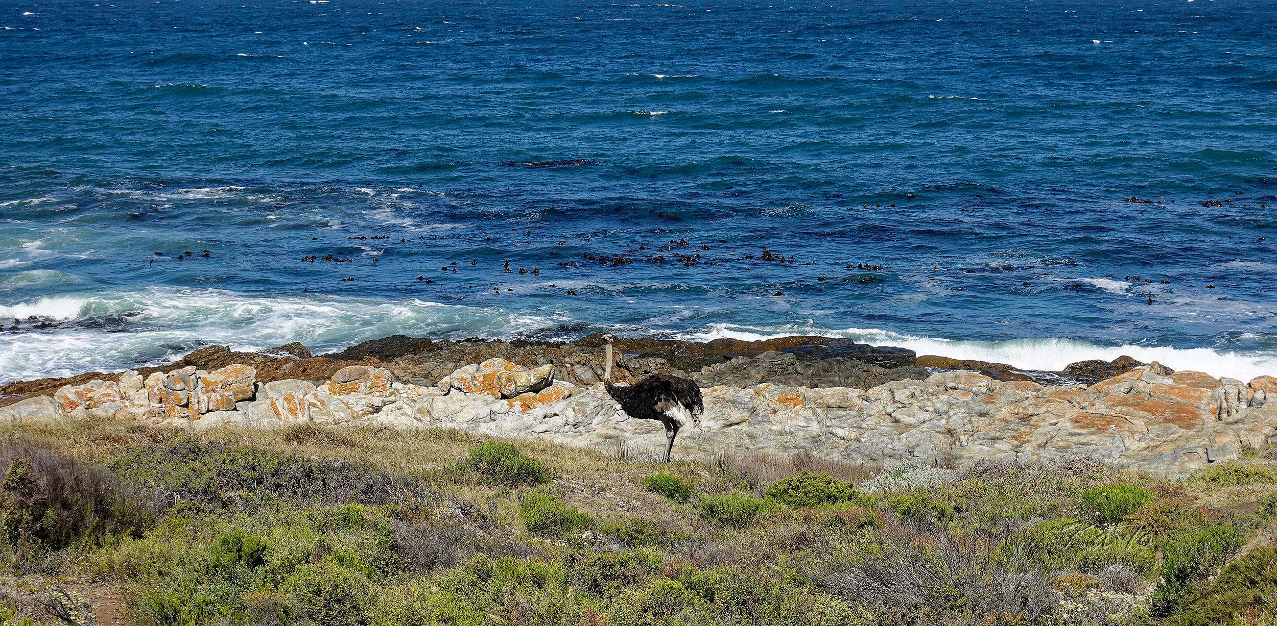 Ostrich at Cape Peninsula