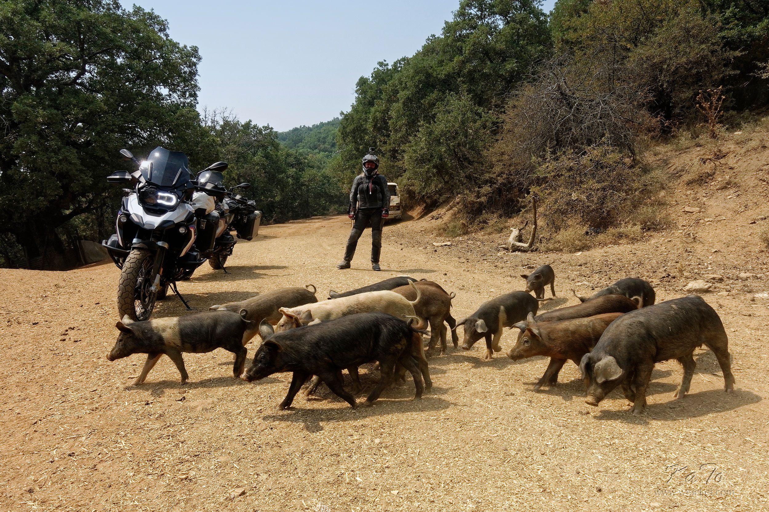 It´s so hot - pigs on the way to.......