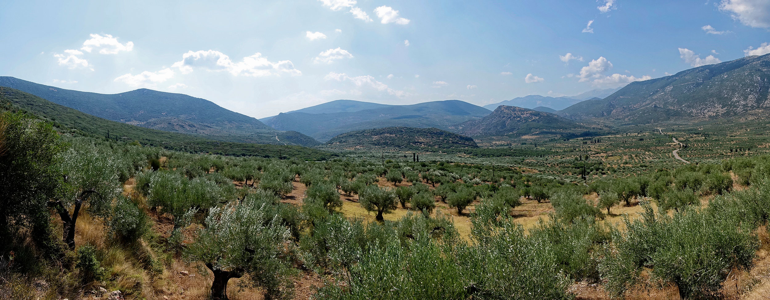 Olive trees are everywhere in Greece